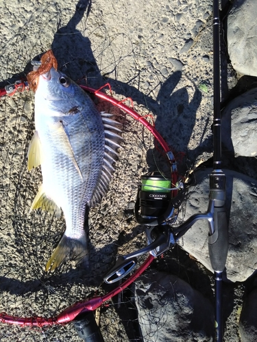 キビレの釣果