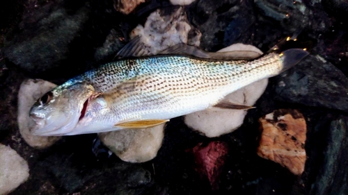 イシモチの釣果