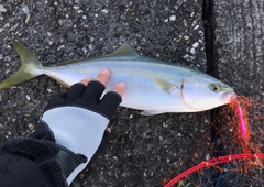 ハマチの釣果