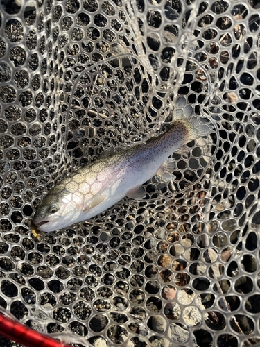 ニジマスの釣果