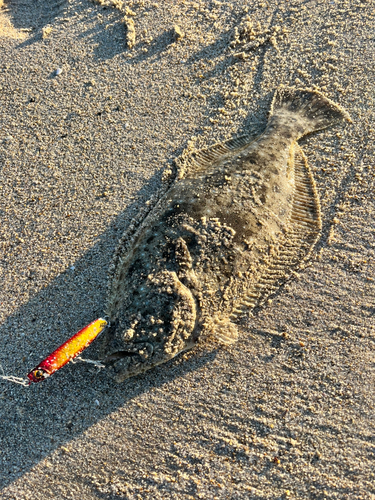 ヒラメの釣果