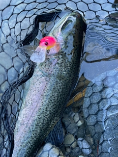 レインボートラウトの釣果