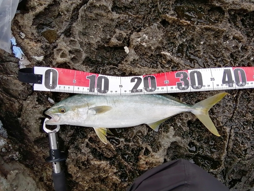 ハマチの釣果