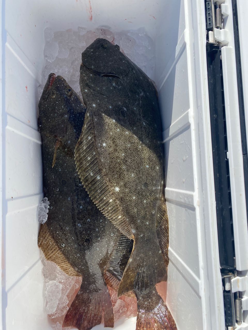 まぁくん@DAZNさんの釣果 2枚目の画像