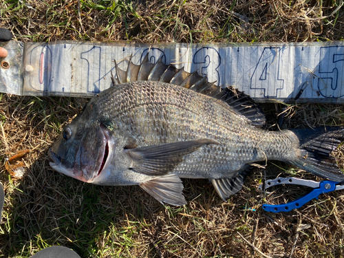 クロダイの釣果