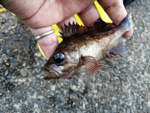 アカメバルの釣果