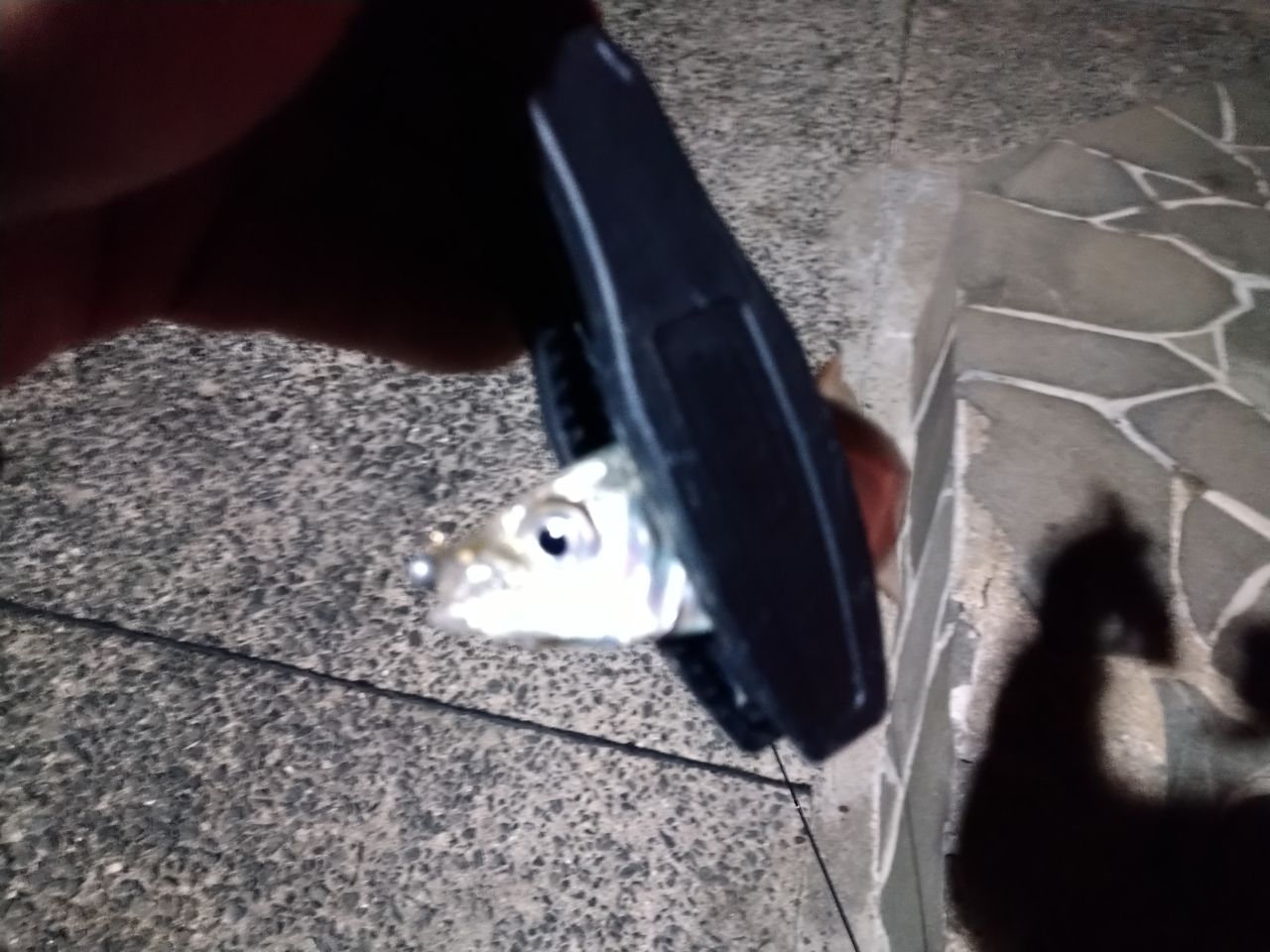アジ