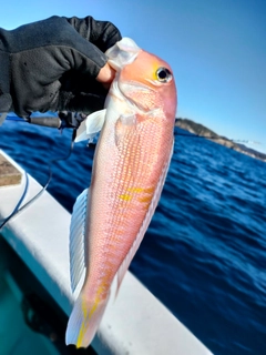 アマダイの釣果