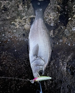 ヒラスズキの釣果