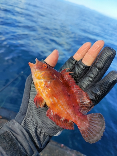 オハグロベラの釣果