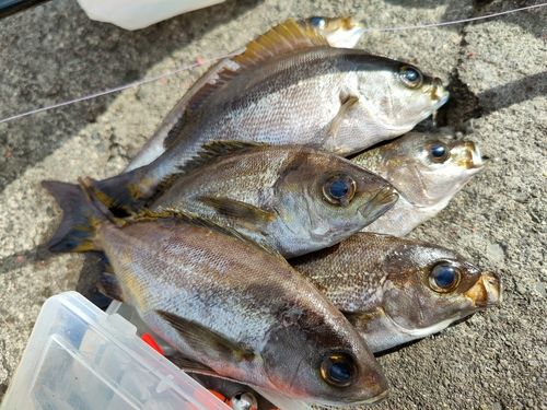 イサキの釣果