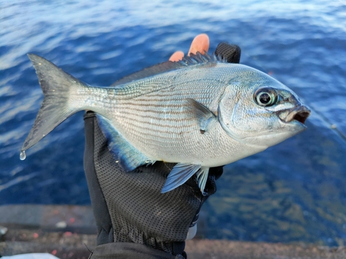 イスズミの釣果