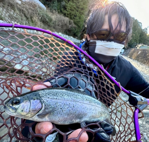 ニジマスの釣果