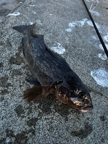 アイナメの釣果