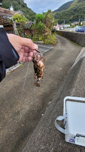 カサゴの釣果