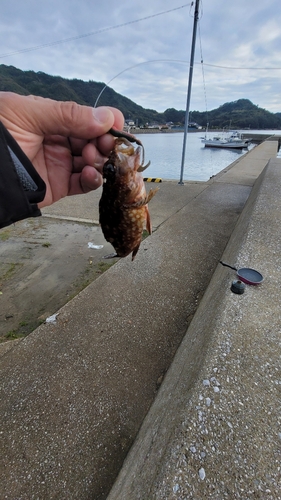 カサゴの釣果