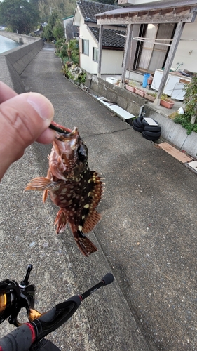 カサゴの釣果