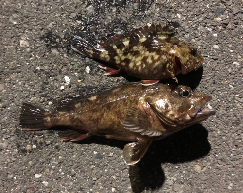 カサゴの釣果