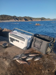 オナガグレの釣果