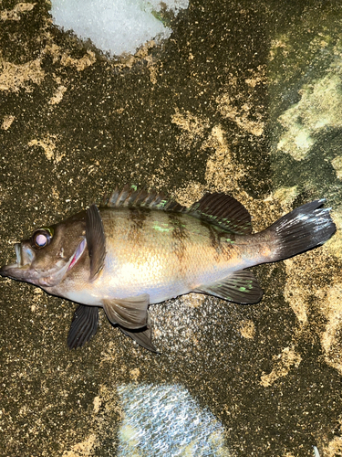 メバルの釣果