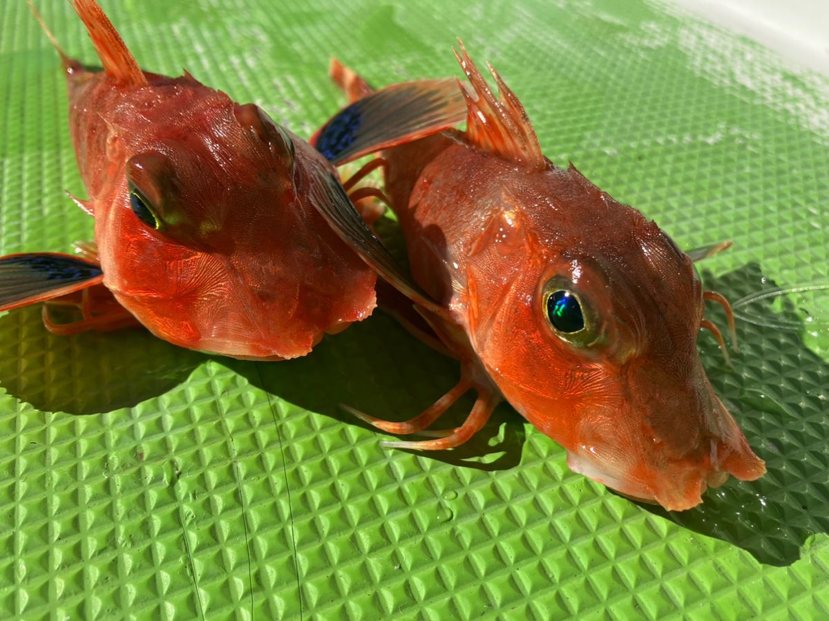 ゆ～ごさんの釣果 2枚目の画像