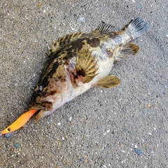 タケノコメバルの釣果