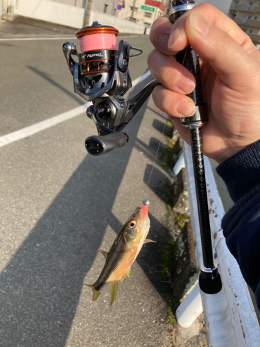 カワムツの釣果