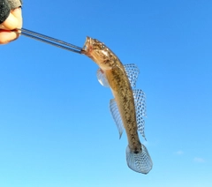 マハゼの釣果