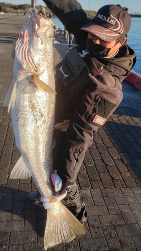 オオニベの釣果