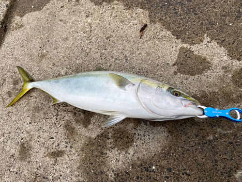 ヤズの釣果