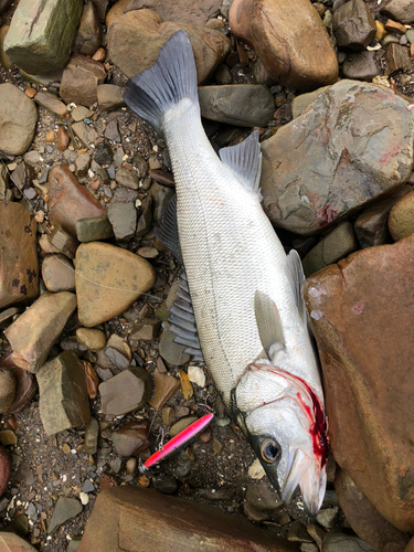 ヒラスズキの釣果