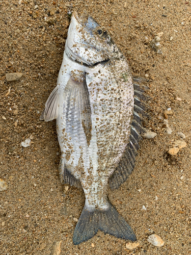 ミナミクロダイの釣果