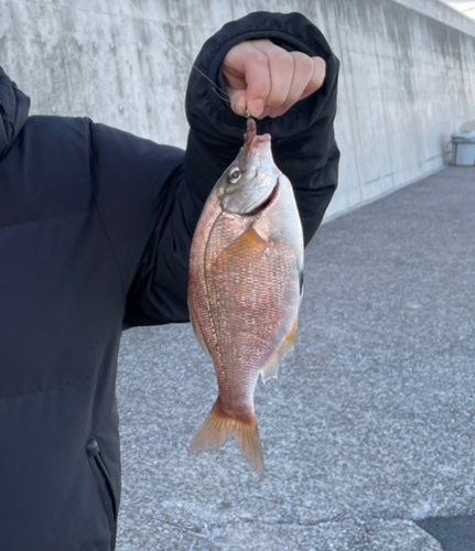 ウミタナゴの釣果