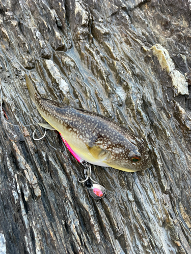 フグの釣果