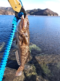 アイナメの釣果