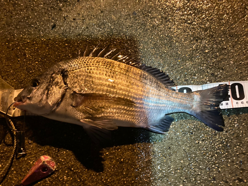 チヌの釣果