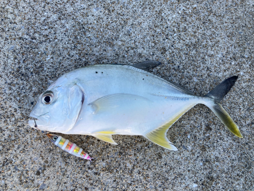 メッキの釣果