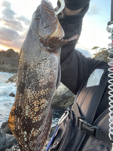 アイナメの釣果