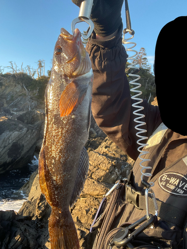 アイナメの釣果