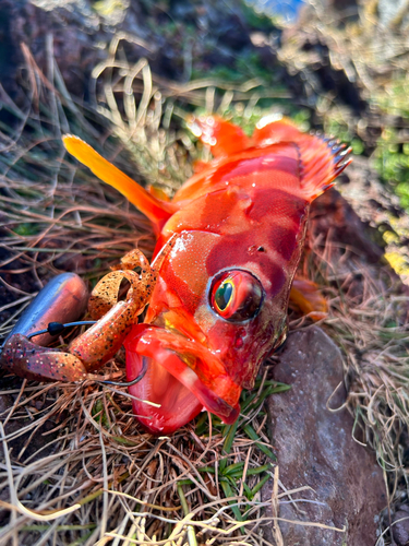 アカハタの釣果