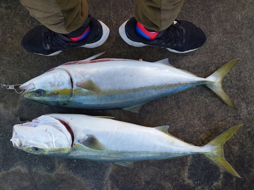 ブリの釣果