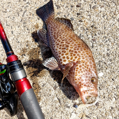 オオモンハタの釣果