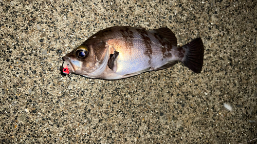 メバルの釣果