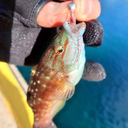 アカササノハベラの釣果