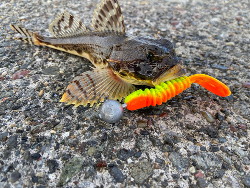 カジカの釣果