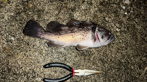 クロソイの釣果