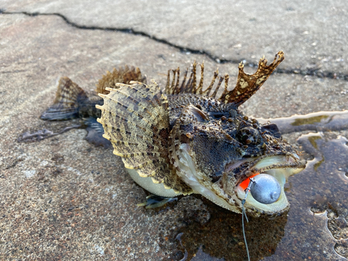 トウベツカジカの釣果