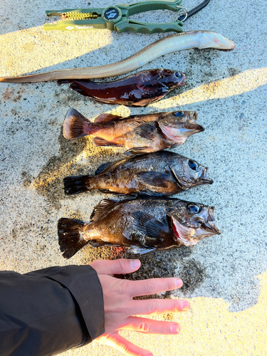 メバルの釣果