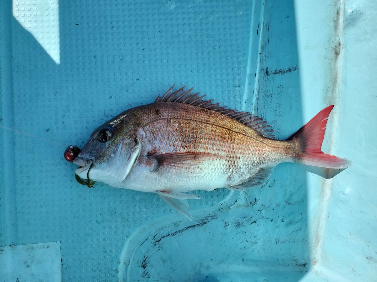 ドS東京湾鯛ラバ備忘録さんの釣果 2枚目の画像