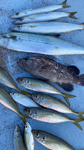 サゴシの釣果